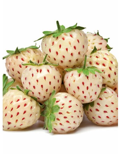 Căpșune albe caserola 220g