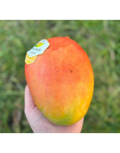 Mango Gold 1 buc