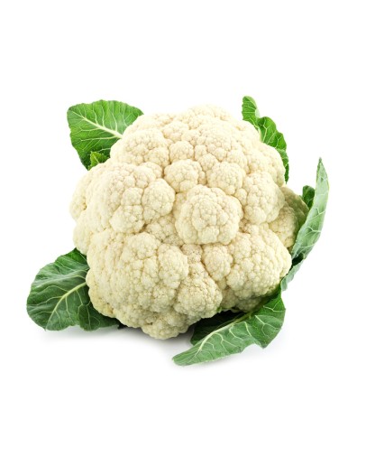 Conopida